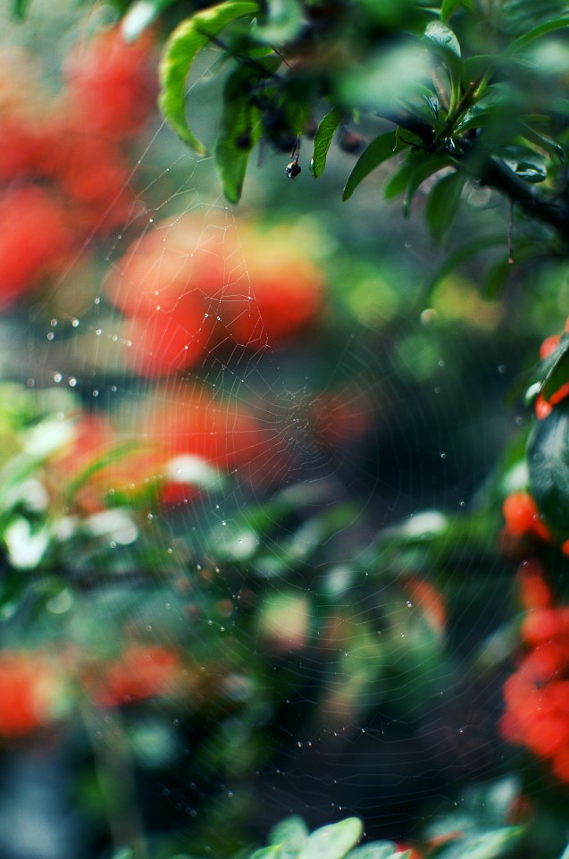berry spider web